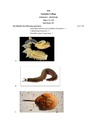 GC-2020 B.Sc. (Honours) Zoology Semester-II Paper-CC-3 Practical QP.pdf